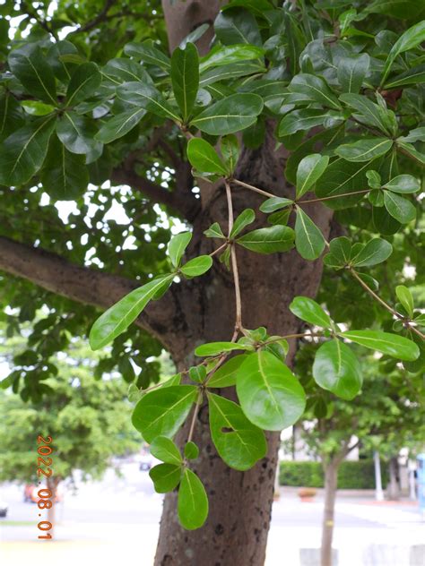 細葉欖仁|欖仁樹(欖仁):形態特徵,生長環境,分布範圍,繁殖方法,採種,播種,栽。